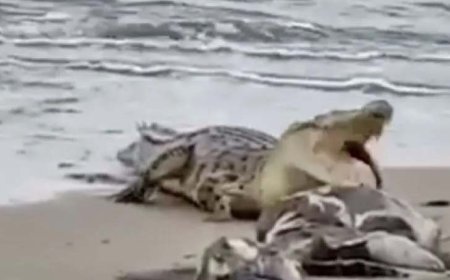 BKSDA Kalsel Pantau Pantai Bunati Tanbu, Antisipasi Kemunculan Buaya