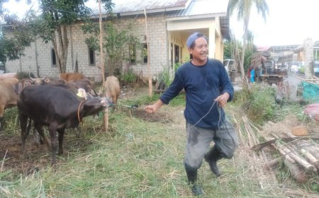 Momen Iduladha 1445 Hijriah, Lisa Halaby Berbagi Sapi Kurban Kepada Warga Banjarbaru