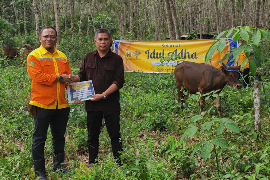 Gandeng Penggemukan Sapi di Desa Binaan, PT BRE Serahkan 30 Hewan Kurban