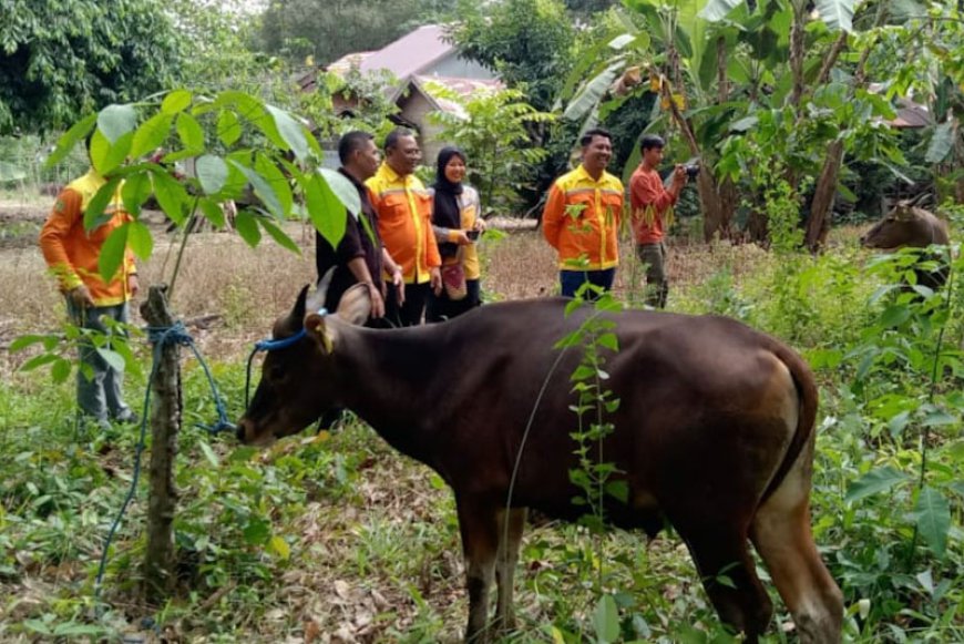 Gandeng Penggemukan Sapi di Desa Binaan, PT BRE Serahkan 30 Hewan Kurban