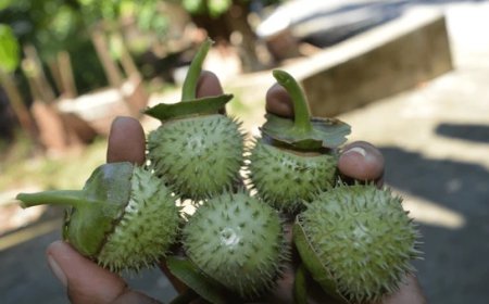 Hasil Uji Lab Forensik, Kecubung Positif Mengandung Atropin dan Scopolamine