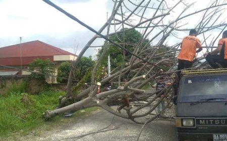 Ombudsman Kalsel Respons Laporan Pepohonan Sejajar Aliran Listrik