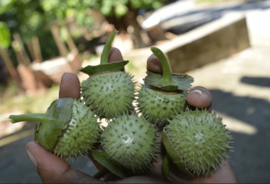 Hasil Uji Lab Forensik, Kecubung Positif Mengandung Atropin dan Scopolamine