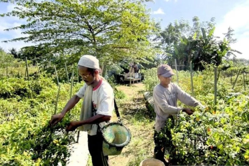 Petani Cabai di HST Raup Untung di Tengah Cuaca Ekstrem