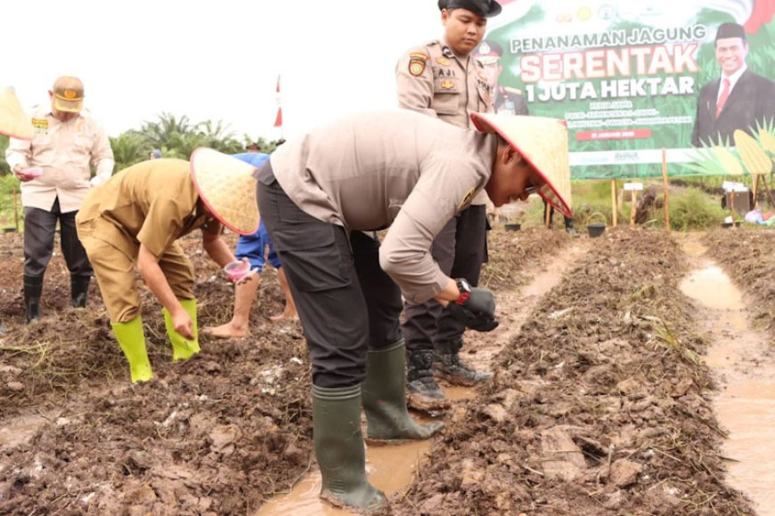 Kolaborasi Lintas Sektor, Polres Batola Inisiasi Penanaman Jagung di Cerbon