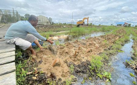 Atasi Keterbatasan Lahan, Petani Cabai Hiyung Tapin Lakukan Metode Tanam Apung
