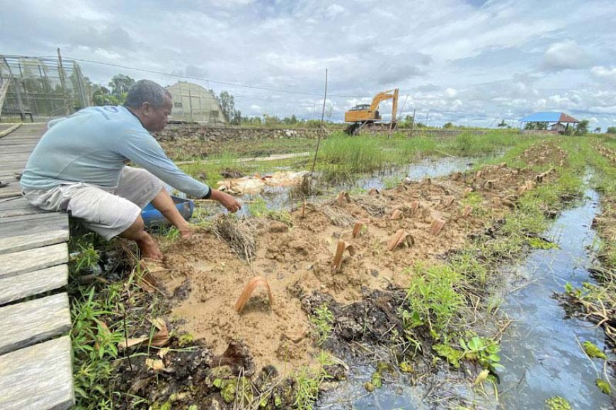 Atasi Keterbatasan Lahan, Petani Cabai Hiyung Tapin Lakukan Metode Tanam Apung