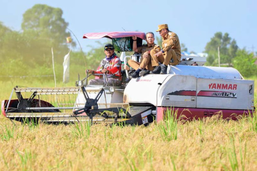 Dipusatkan di Batola, Pemprov Kalsel Ikuti Panen Padi Serentak Bersama Presiden