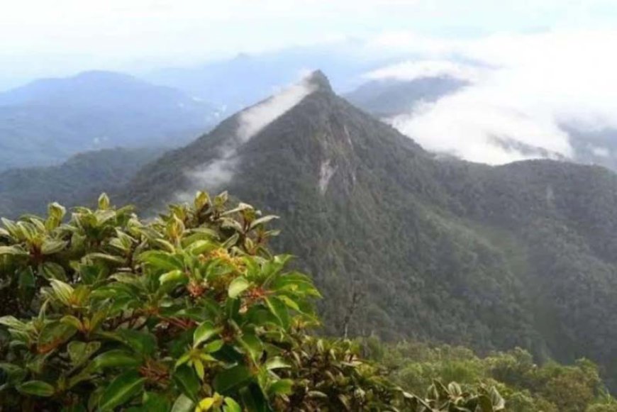 Kembali Dibuka, Ratusan Pendaki Mulai Memadati Gunung Halau-Halau HST
