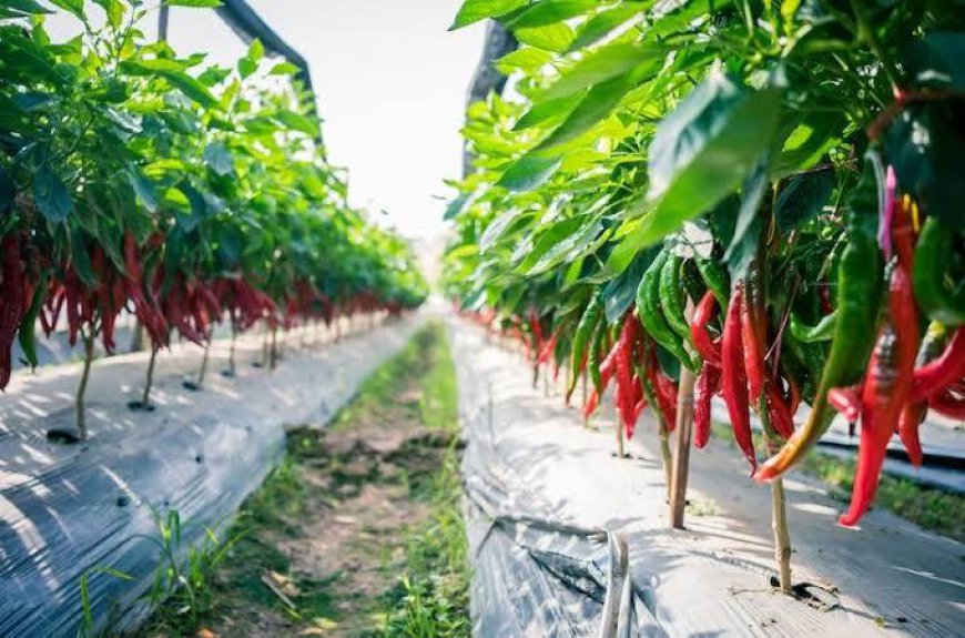 Pemprov Kalsel Memanfaatkan Eks Lokasi Sport Center Untuk Tanam Cabai