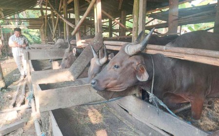 Cari Sapi Kurban di Batola? Simak Dulu Daftar Harga Berikut