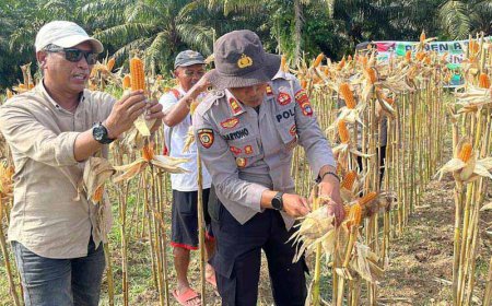 Dukung Program Ketahanan Pangan, Polres Barito Kuala Panen Jagung