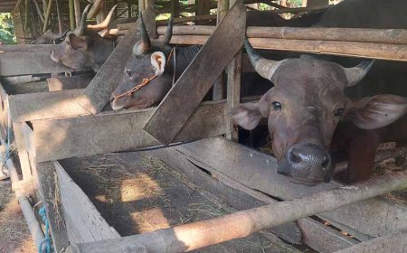 Jelang Iduladha 1446 Hijriah, Stok Hewan Kurban di Kalsel Diklaim Aman