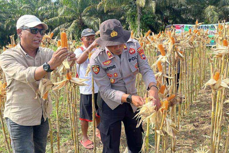 Dukung Program Ketahanan Pangan, Polres Barito Kuala Panen Jagung