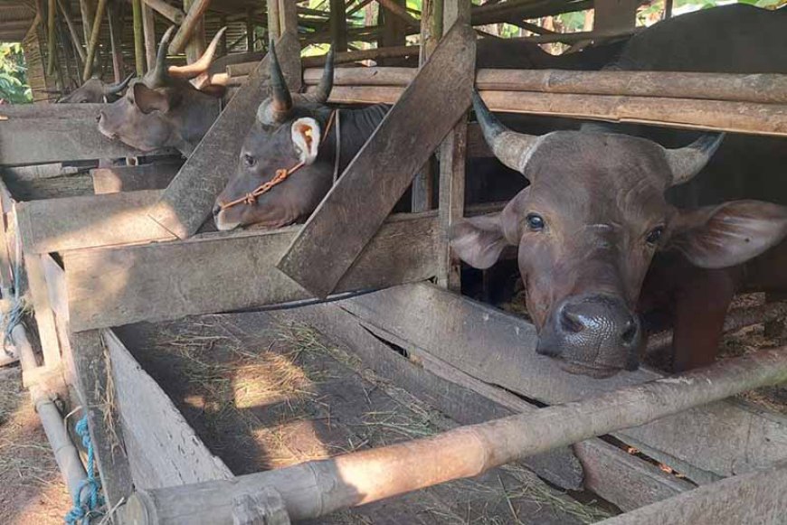 Jelang Iduladha 1446 Hijriah, Stok Hewan Kurban di Kalsel Diklaim Aman