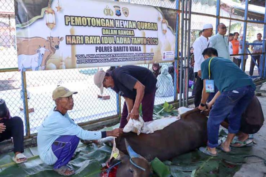 Berkah Iduladha 1446 Hijriah, Polres Batola Gelar Pemotongan dan Pembagian Hewan Kurban