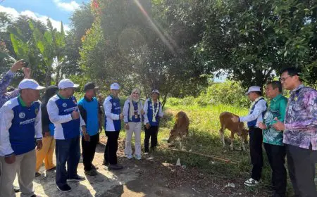 Sudah Terbukti Berhasil, Gapoknak Danda Jaya Batola Kembali Dapat Bantuan Sapi