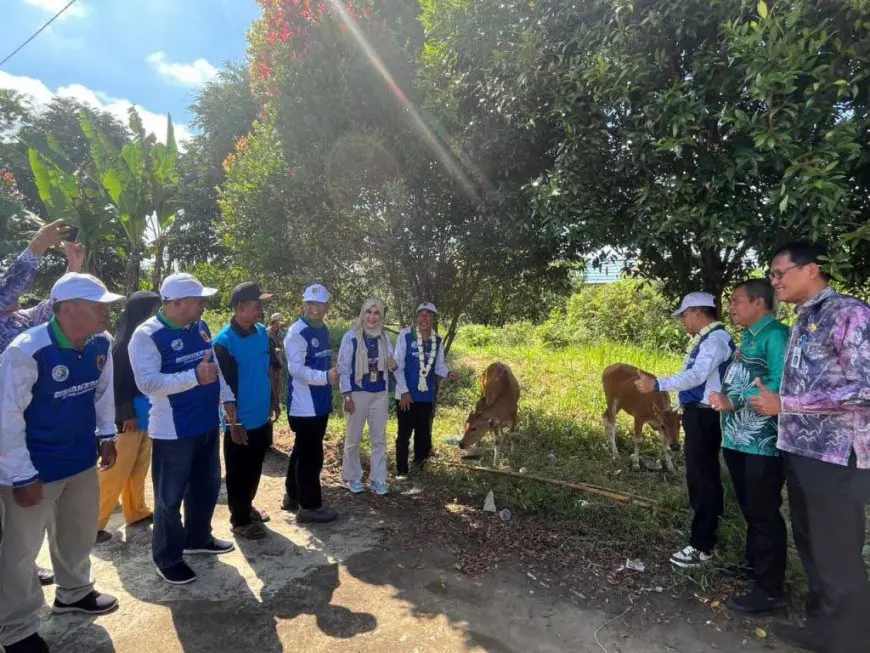 Sudah Terbukti Berhasil, Gapoknak Danda Jaya Batola Kembali Dapat Bantuan Sapi
