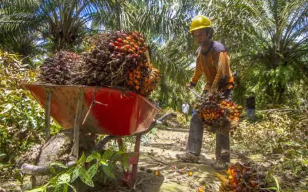 Petani Sawit di Marabahan Batola Resah, SHU Plasma Tak Kunjung Dibayar PT BPP