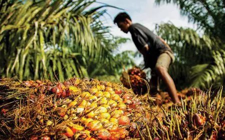 PT BPP Siap Berkomitmen, SHU Plasma Sawit di Marabahan Batola Segera Dibagikan