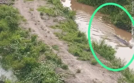 Geger Penampakan Buaya di Tabukan Batola, Ukurannya Bikin Bergidik