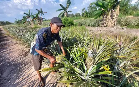 DIR Jelapat Direhabilitasi, Wacana Wisata Petik Nanas di Mekarsari Batola Kembali Mencuat