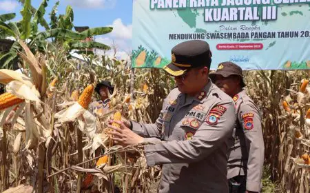 Polres Batola Gandeng Petani Wanaraya, Panen Raya Jagung Serentak