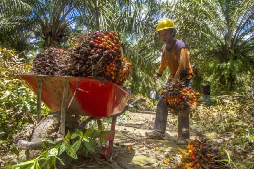 Petani Sawit di Marabahan Batola Resah, SHU Plasma Tak Kunjung Dibayar PT BPP