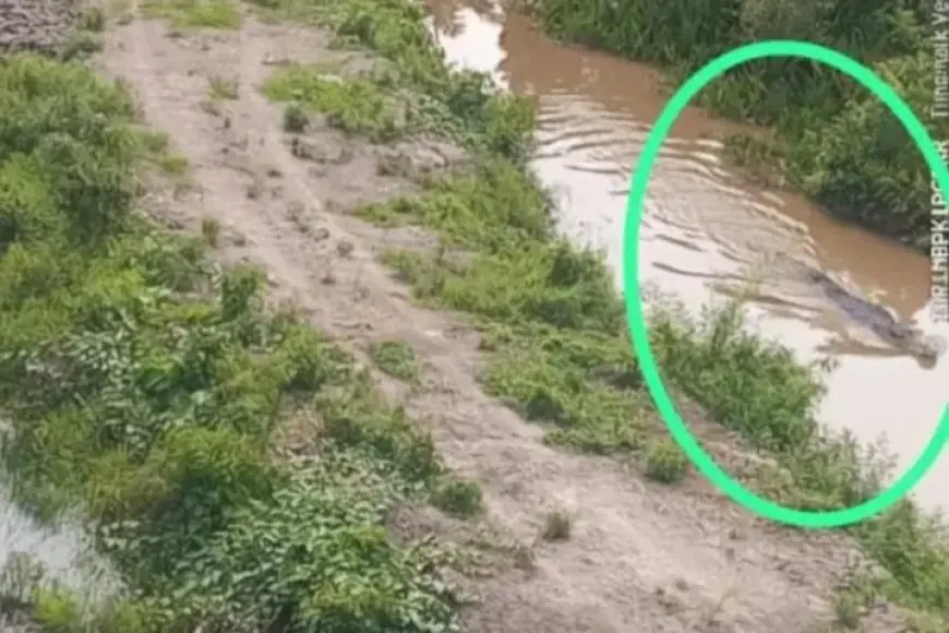 Geger Penampakan Buaya di Tabukan Batola, Ukurannya Bikin Bergidik