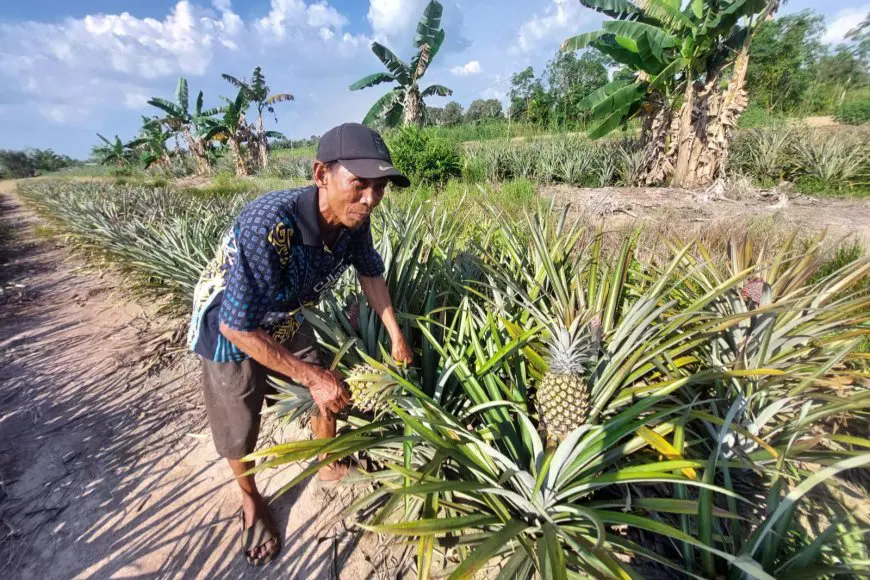 DIR Jelapat Direhabilitasi, Wacana Wisata Petik Nanas di Mekarsari Batola Kembali Mencuat