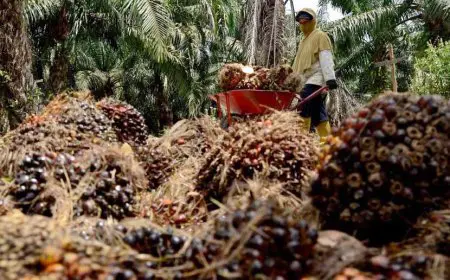 Harga Karet dan Sawit Menguat, NTP Kalsel Ikut Terdongkrak