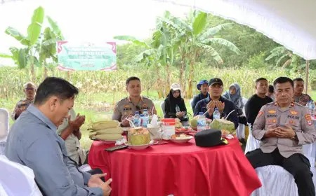 Polres Batola Panen Jagung di Marabahan, Bukti Kepedulian Terhadap Ketahanan Pangan Nasional