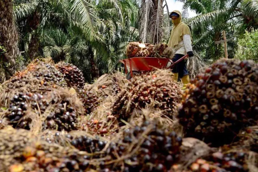 Harga Karet dan Sawit Menguat, NTP Kalsel Ikut Terdongkrak
