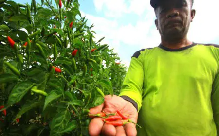 Harga Cabai Hiyung Kembali Naik, Petani di Tapin Mulai Bernapas Lega