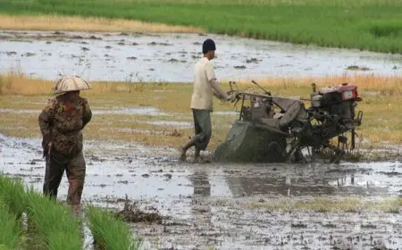 Dampak Minim Infrastruktur, Ratusan Hektare Cetak Sawah di Tabalong Belum Optimal