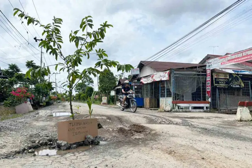 Tak Kunjung Diperbaiki, Warga Ulu Benteng Batola Tanam Sawit di Jalan Rusak