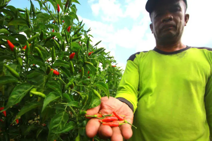 Harga Cabai Hiyung Kembali Naik, Petani di Tapin Mulai Bernapas Lega