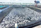 Ribuan Ikan Mati Massal di Marabahan Batola, Sungai Barito Diduga Tercemar dari Hulu