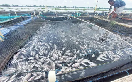 Ribuan Ikan Mati Massal di Marabahan Batola, Sungai Barito Diduga Tercemar dari Hulu