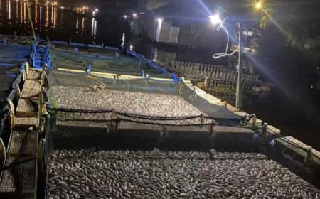 'Panen Raya' Ikan di Sungai Barito Batola, Fenomena Alam atau Krisis Lingkungan?