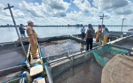 Dampak Danum Bangai di Batola Semakin Parah, Puluhan Ribu Ton Ikan Nila Mati