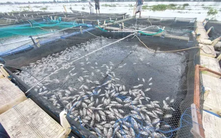 Ikan Mati Massal di Sungai Barito Batola, Walhi Soroti Pencemaran dan Kelemahan Pengawasan