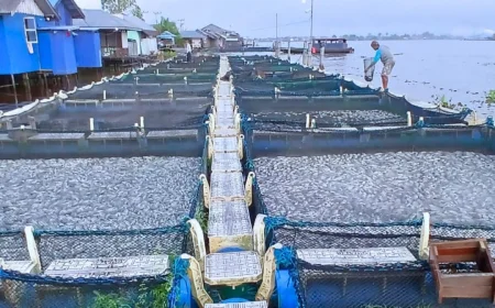 Ikan Mati Massal di Sungai Barito Batola, Walhi Soroti Pencemaran dan Kelemahan Pengawasan