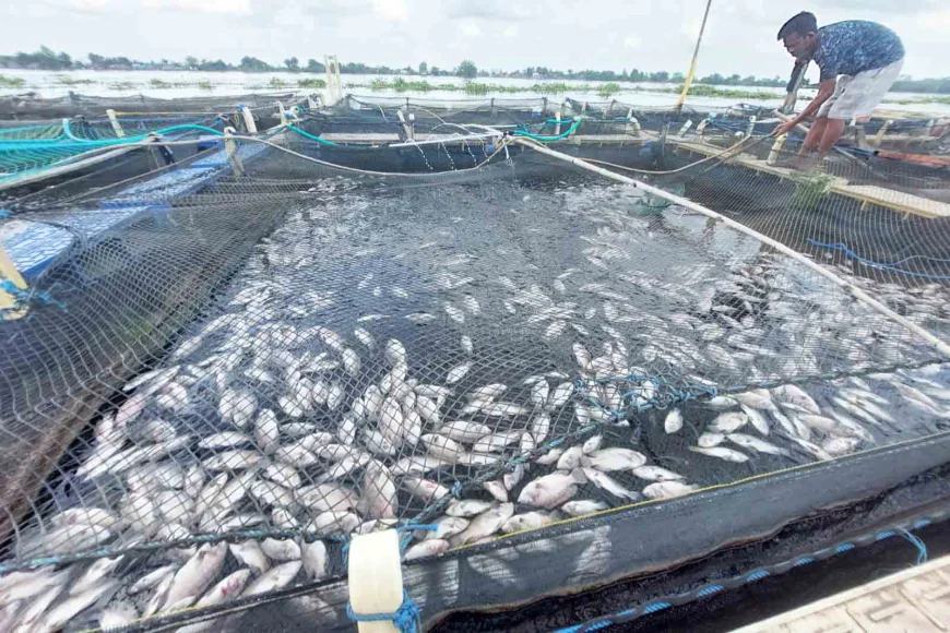 Ribuan Ikan Mati Massal di Marabahan Batola, Sungai Barito Diduga Tercemar dari Hulu