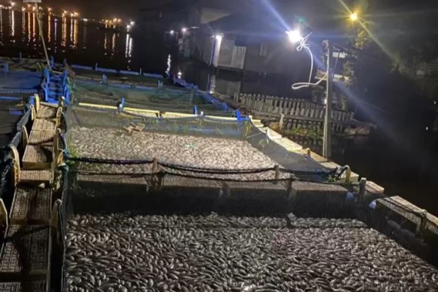'Panen Raya' Ikan di Sungai Barito Batola, Fenomena Alam atau Krisis Lingkungan?