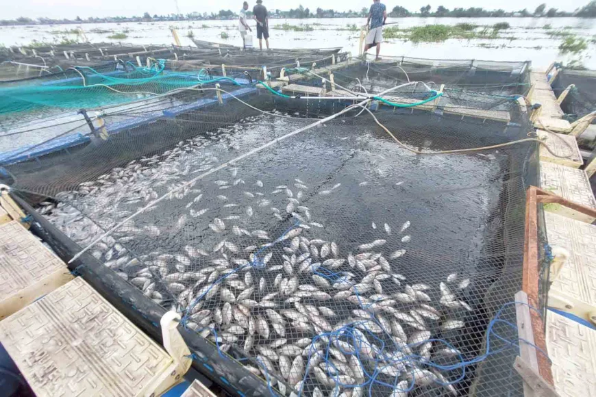 Ikan Mati Massal di Sungai Barito Batola, Walhi Soroti Pencemaran dan Kelemahan Pengawasan