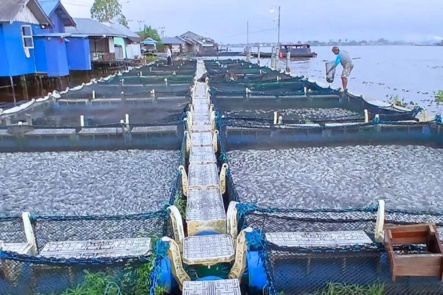 Ikan Mati Massal di Sungai Barito Batola, Walhi Soroti Pencemaran dan Kelemahan Pengawasan