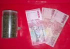 Polres Batola Bongkar Tanaman Ganja Rumahan di Alalak, Disita Ratusan Gram Barang Bukti
