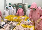 Kalsel Surplus Ayam dan Telur, Mampu Suplai Kalteng Hingga Kaltim