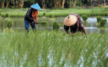 Lewat Kolaborasi, Pemprov Kalsel Fokus Memulihkan Lahan Pertanian Terdampak Banjir